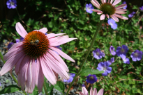 Gartenpflege Frühling Sommer – Lauterwasser GmbH