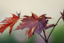 Gartenpflege Herbst – Lauterwasser GmbH